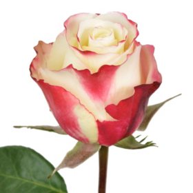 Roses, Sweetness (choose 50 or 100 stems)