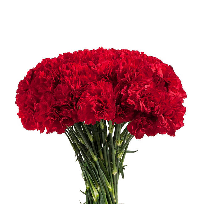Carnations - Red (200 stems)