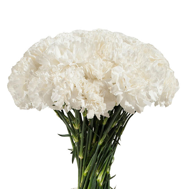 Carnations - White (200 stems)