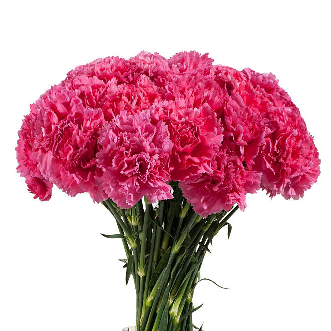 Carnations - Hot Pink (200 stems)     