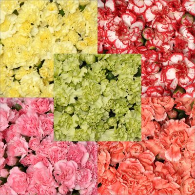 Seasonal Mini Carnations 200 Stems Sam's Club