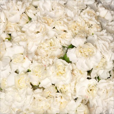 Mini Carnations White (200 stems) Sam's Club