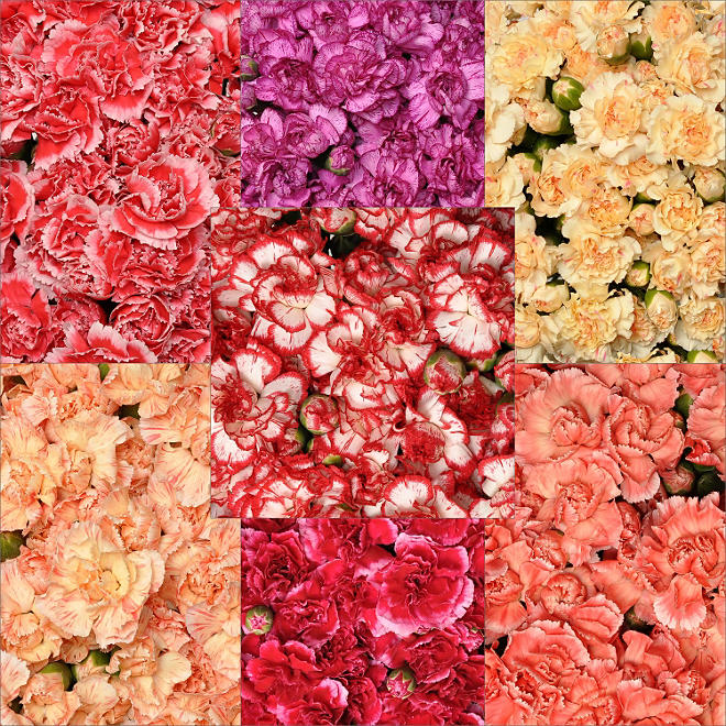 Mini Carnations, Assorted Novelties (200 stems)