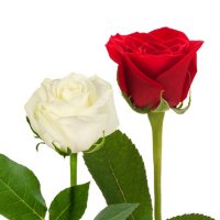 Roses (Choose from 6 varieties; 125 stems)