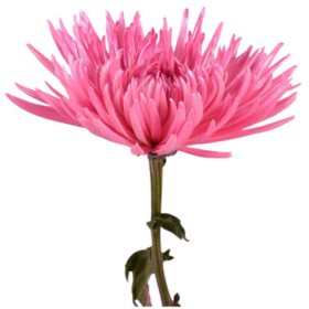 Deleted - Painted Anastasia Spider, Metallic Pink (Choose 50 or 100 stems)