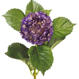 Painted Mini Green Hydrangea, Metallic Purple (Choose 20 or 40 Stems)