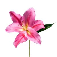 DELETED -Oriental Lily, Tarrango (40 stems)