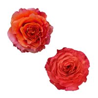 Garden Roses 40 cm (Choose from 15 varieties; 36 stems)