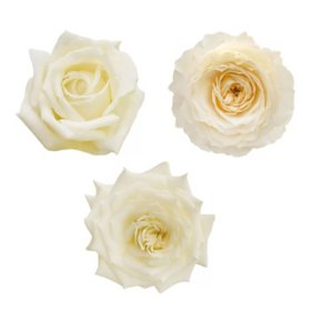 Member's Mark Garden Roses, 36 stems, Choose color variety
