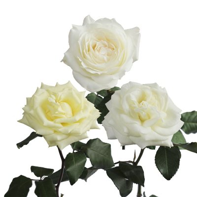 Member's Mark Fresh Rose Petals (Choose color variety, 3000 ct.) - Sam's  Club