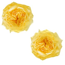 Member's Mark Garden Roses 40 cm (Choose from 15 varieties; 36 stems)