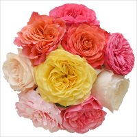 Member's Mark Garden Roses 40 cm (Choose from 15 varieties; 36 stems)