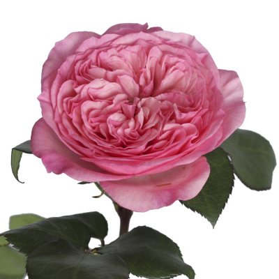 Member's Mark Roses & Petals Combo, 75 stems and 2000 petals (Choose color)  - Sam's Club