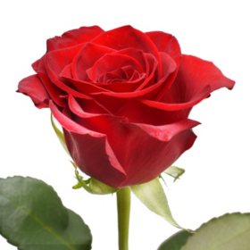 Bulk Roses For Sale Sams Club - 