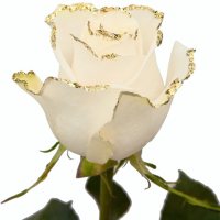 Painted Roses (Choose from 6 varieties; 50 stems)