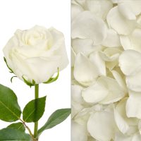 Roses and Petals Combo, White (75 stems and 2,000 petals)