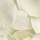 White, variant on Member's Mark Roses and Petals Combo, 75 stems+ 2,000 petals, choose color