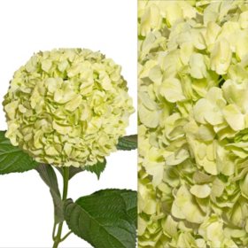 Hydrangea and Petals Combo, Lime Green (20 stems and 8 packs)