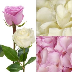Roses and Petals Combo, Lavender and White (75 stems and 2,000 petals)