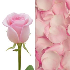 Roses and Petals Combo, Light Pink (75 stems and 2,000 petals)