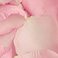 Light Pink, variant on Member's Mark Roses and Petals Combo, 75 stems+ 2,000 petals, choose color