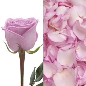 Member's Mark Roses & Petals Combo, 75 stems and 2000 petals (Choose color)