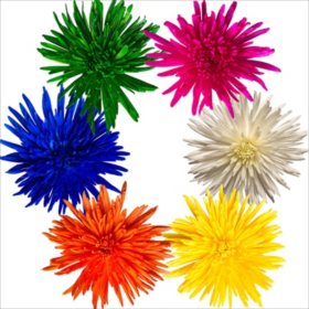 Spider Mums - Painted Spring Assorted - 100 Stems