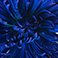 Dark Blue, variant on Member's Mark Painted Mums, 100 stems, Choose color