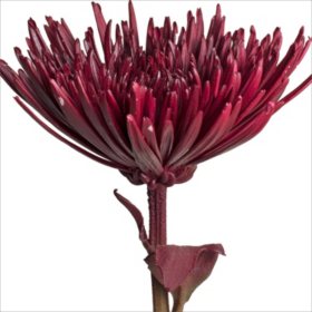 Member's Mark Oriental Trumpet Lilies (Choose color and stem count