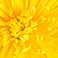 Yellow, variant on Member's Mark Painted Mums, 100 stems, Choose color