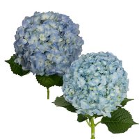 Hydrangea, Blue or White Combo (20 stems)