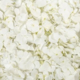 Hydrangea Petals, White (choose 16 or 26 packs)