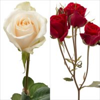 White Roses and Red Spray Roses Combo (105 stems)