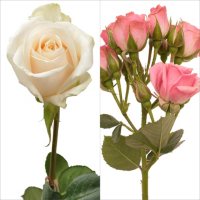 Light Pink Spray Roses and White Roses Combo (105 stems)