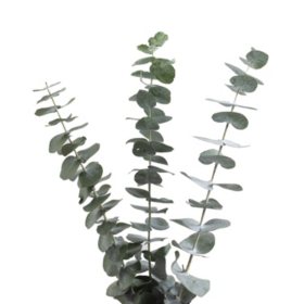 Member's Mark Baby Blue Eucalyptus (200 stems)