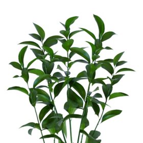 Member's Mark Israeli Ruscus 200 stems