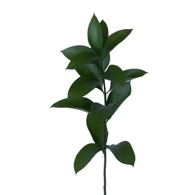 Ruscus Plant For Sale