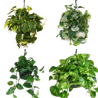 Cranbrook Tall Planter (Various Planters) - Sam's Club