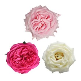 Member's Mark Garden Roses, 36 stems (Choose color variety)