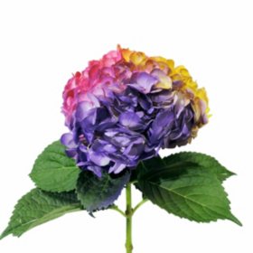 Deleted - Painted Tritone Hydrangea - Yellow, Hot Pink and Lavender (choose 14 or 26 stems)