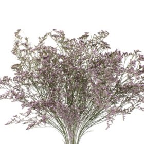 Member's Mark Limonium, 15 bunches (Choose color)