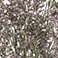 Natural, variant on Member's Mark Limonium, 15 bunches, Choose color