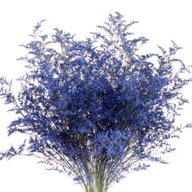 Member's Mark Limonium, 15 bunches, Choose color