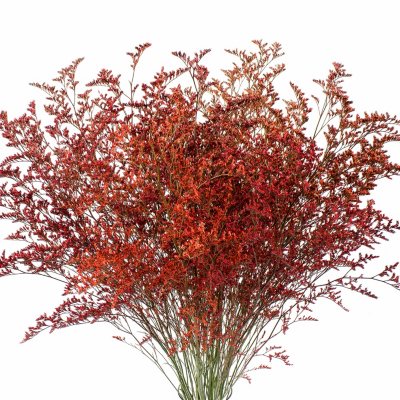 Member's Mark Limonium, 15 bunches (Tinted Orange):- Tinted Orange