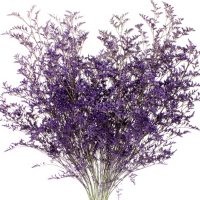 Limonium (Choose from 2 varieties; 15 bunches)