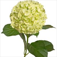 Hydrangea, Natural Lime Green (30 stems)