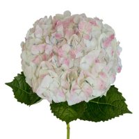 Jumbo Hydrangea (Choose from 5 varieties; 12 stems)