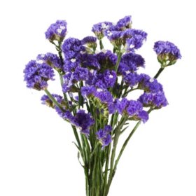 Statice, Purple (200 stems)