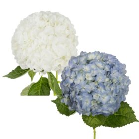 Hydrangeas, Natural Blue & White Combo (20 stems)