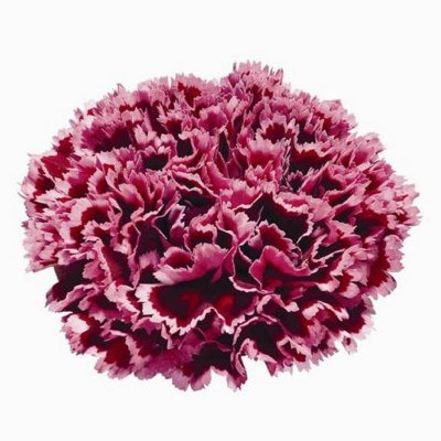 Nobbio? Burgundy Carnations 150 Stems Sam's Club